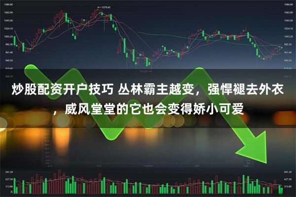 炒股配资开户技巧 丛林霸主越变，强悍褪去外衣，威风堂堂的它也会变得娇小可爱